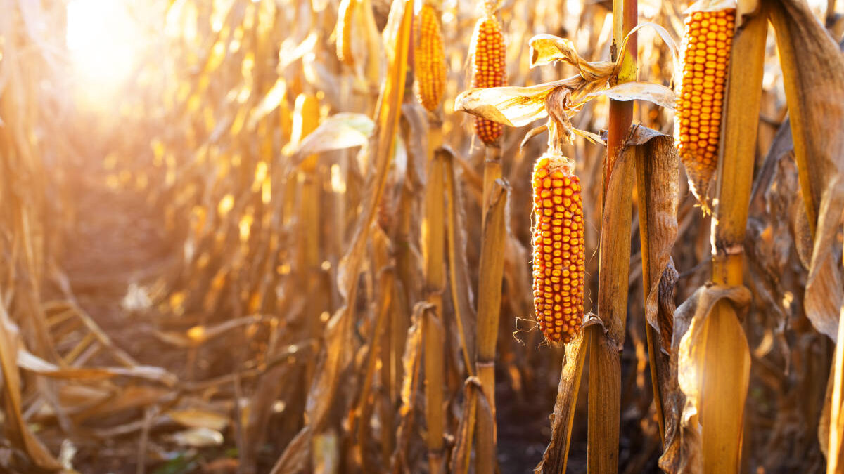 AVANCES DE TAREAS BRASIL
