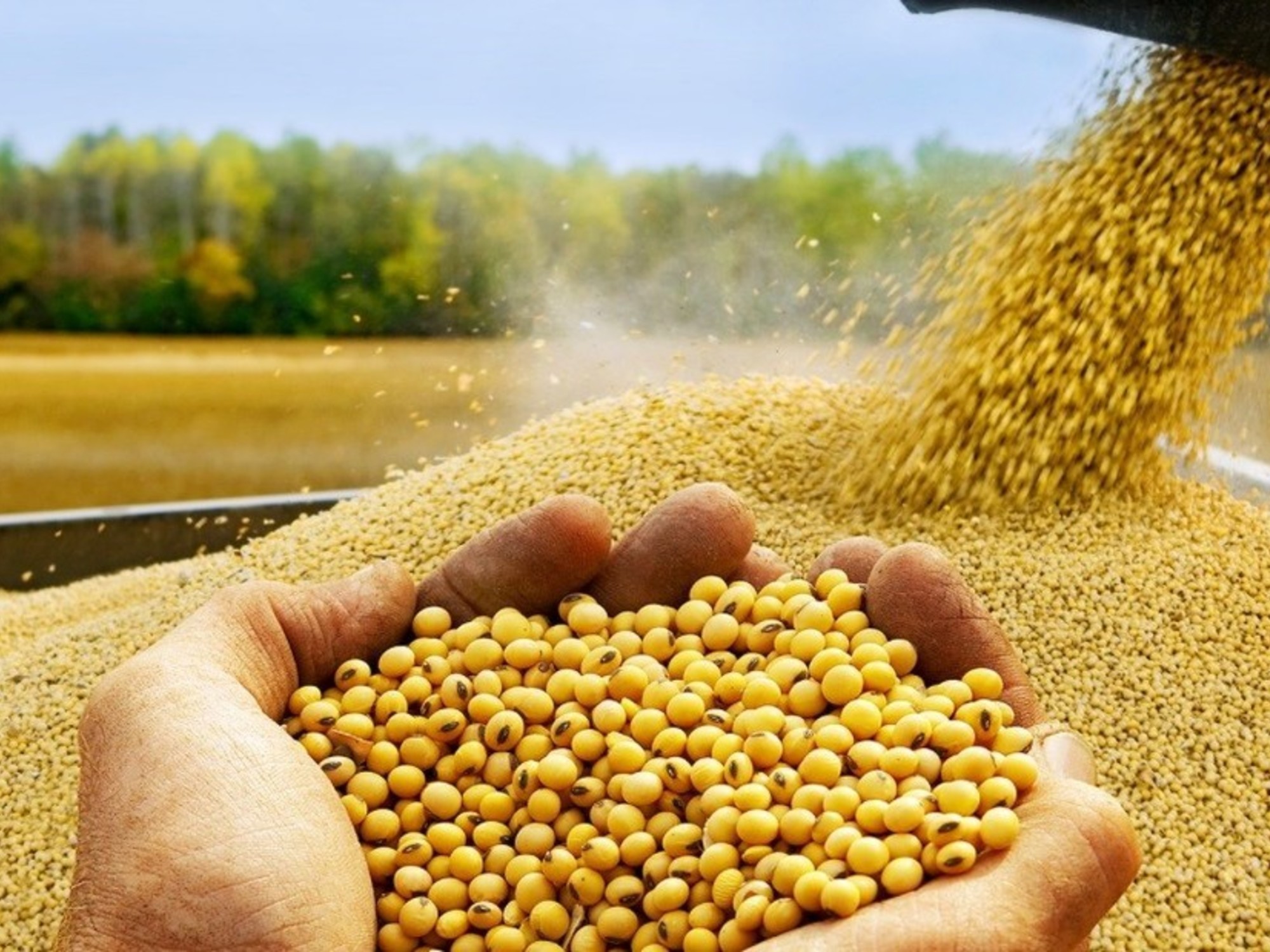 SOJA: OPORTUNIDAD COYUNTURAL