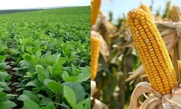 EL MAÍZ FRENTE A LA SOJA ¿CAMBIO DE TENDENCIA?