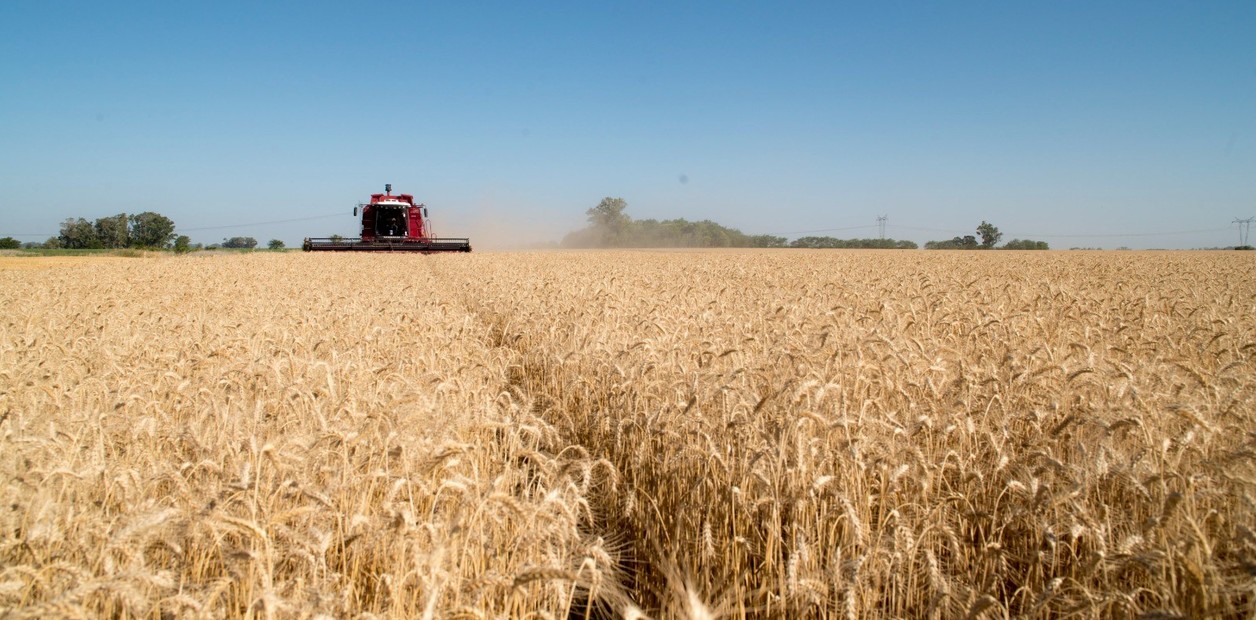 FINALIZA UNA HISTÓRICA CAMPAÑA FINA QUE DEJARÍA HASTA US$ 4.700 MILLONES EN EXPORTACIONES